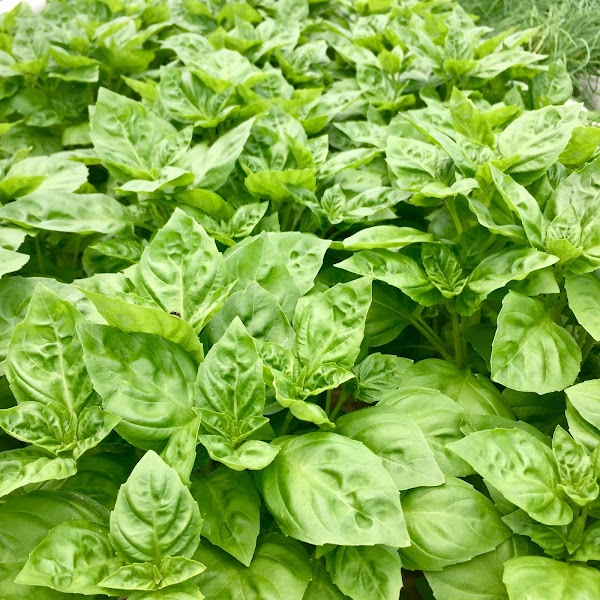 Photo by Skydog Farm