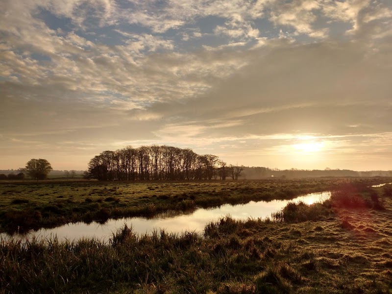RSPB Buckenham and Cantley Marshes