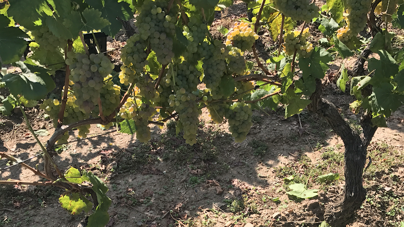 Bodegas Val de Souto photo 1