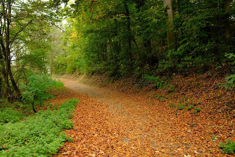 Эксотенвальд Вайнхайм