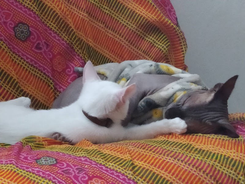 Clinica veterinaria Refugio de Cambados photo 3