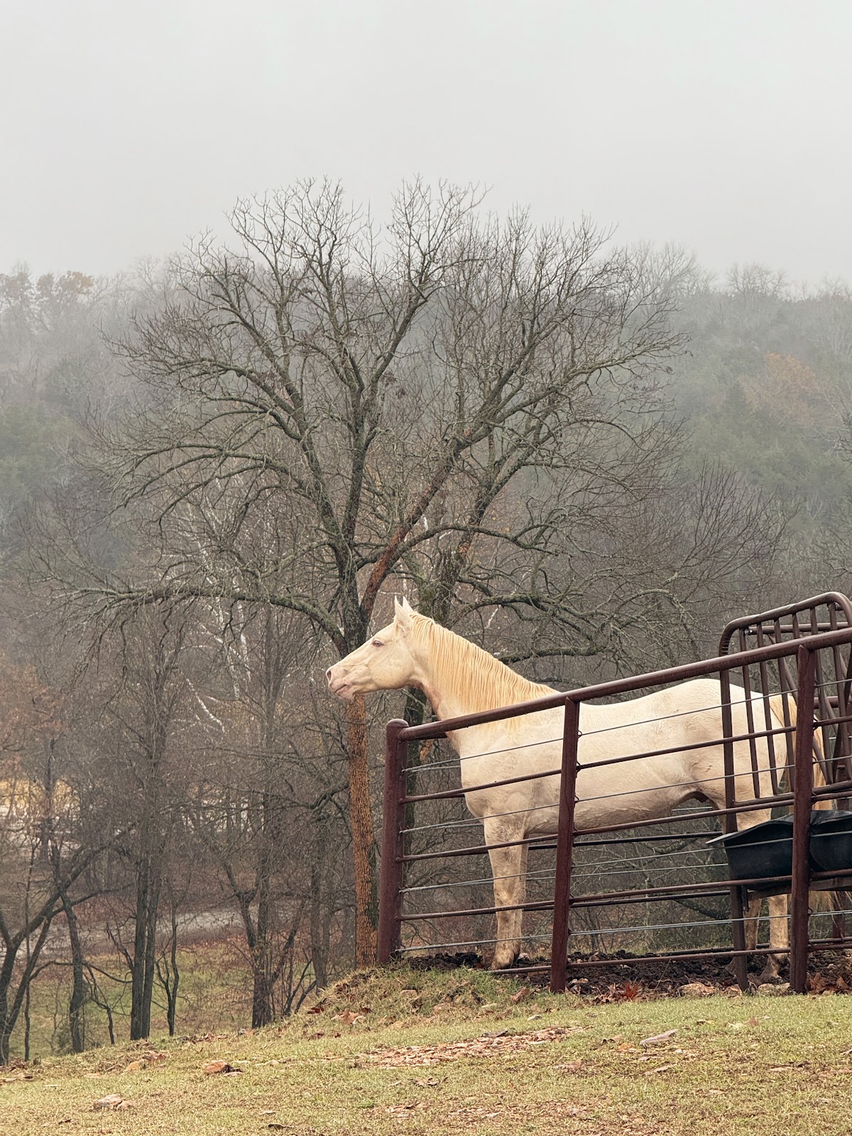 Mountain Creek Ranch