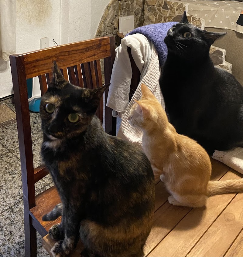 CENTRO VETERINARIO JUAN XXIII