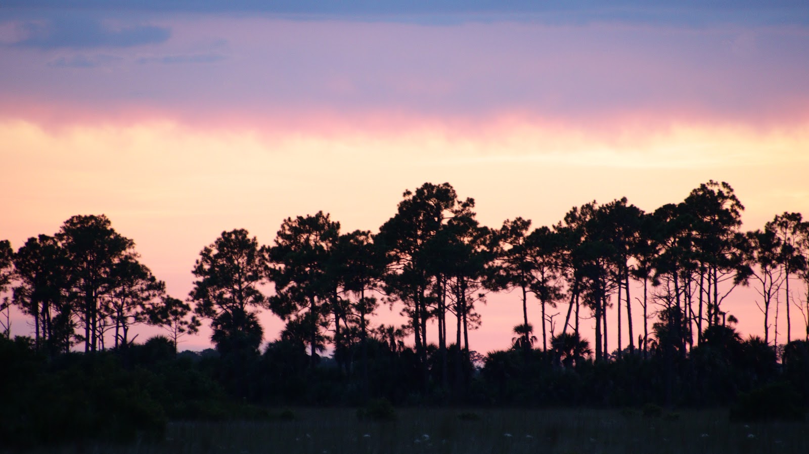 Big Cypress Swamp Tours , Concho Billie Trail