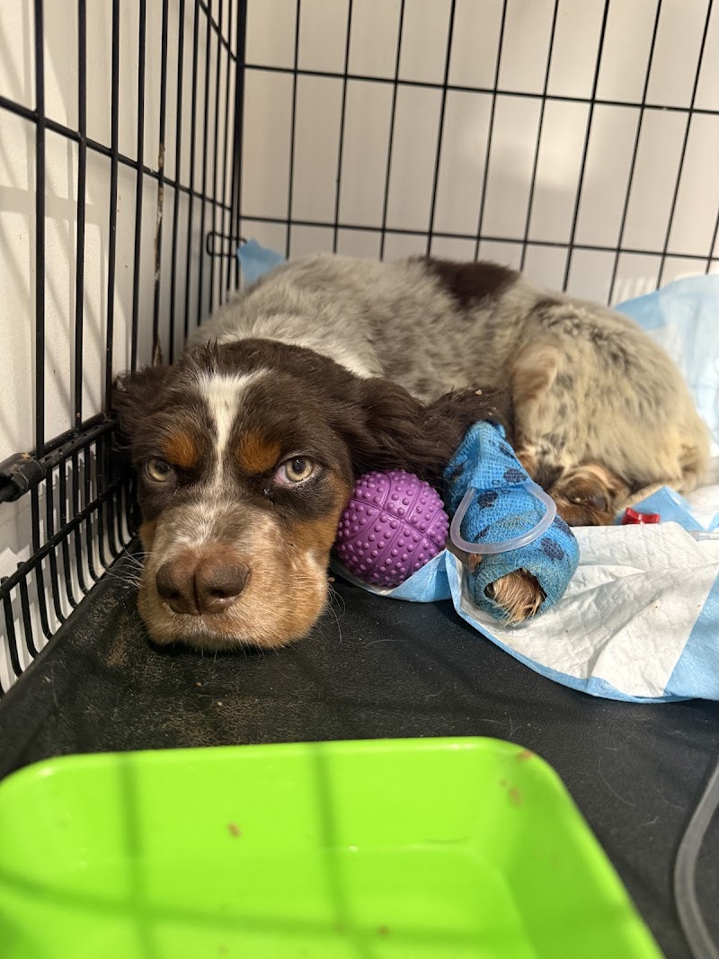 Clínica Veterinaria Anai | Burlada