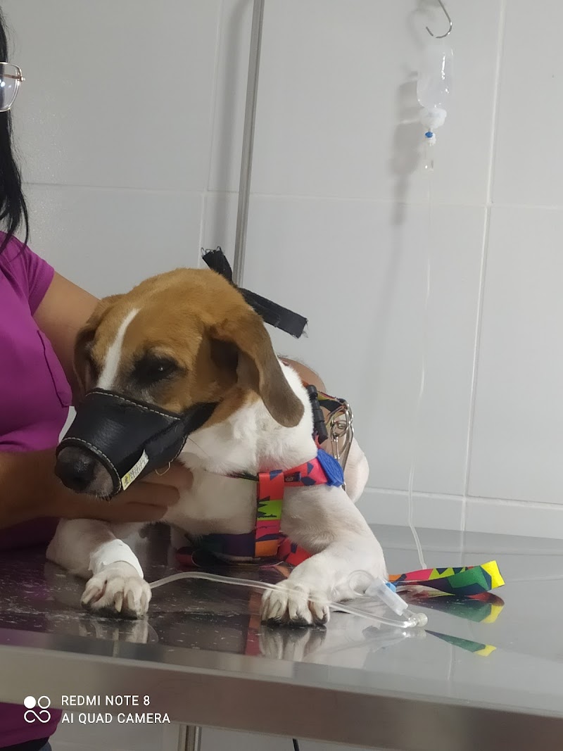 Clínica Veterinária do Ibura e Pet Shop Cãobeleireiro