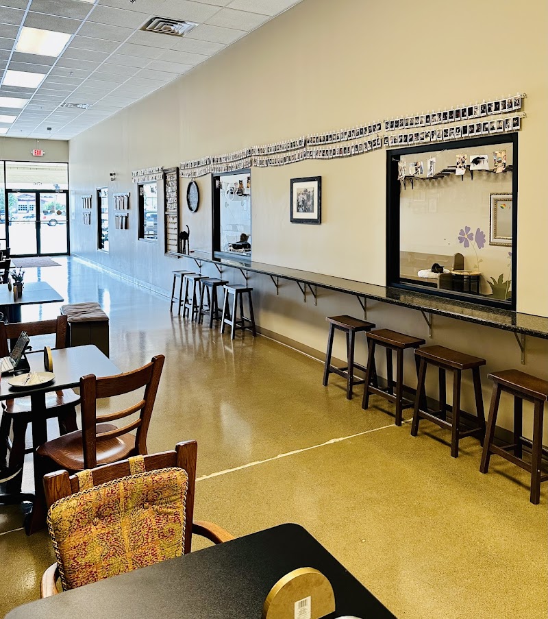 Black Forest Cat Café photo 1