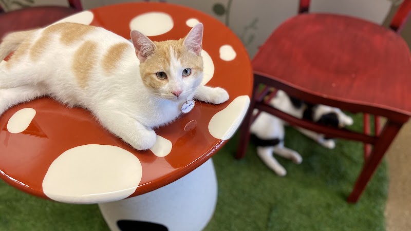 Black Forest Cat Café photo 3