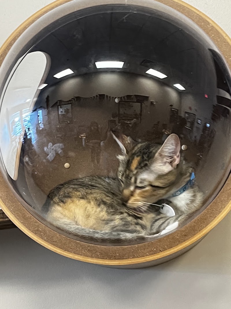 Black Forest Cat Café photo 4