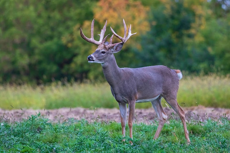 Antler Adventures - Photo 1