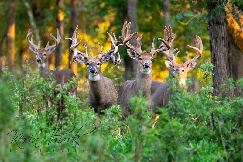 Antler Adventures - Photo 5