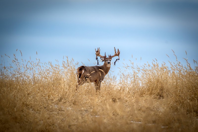 Antler Adventures - Photo 2