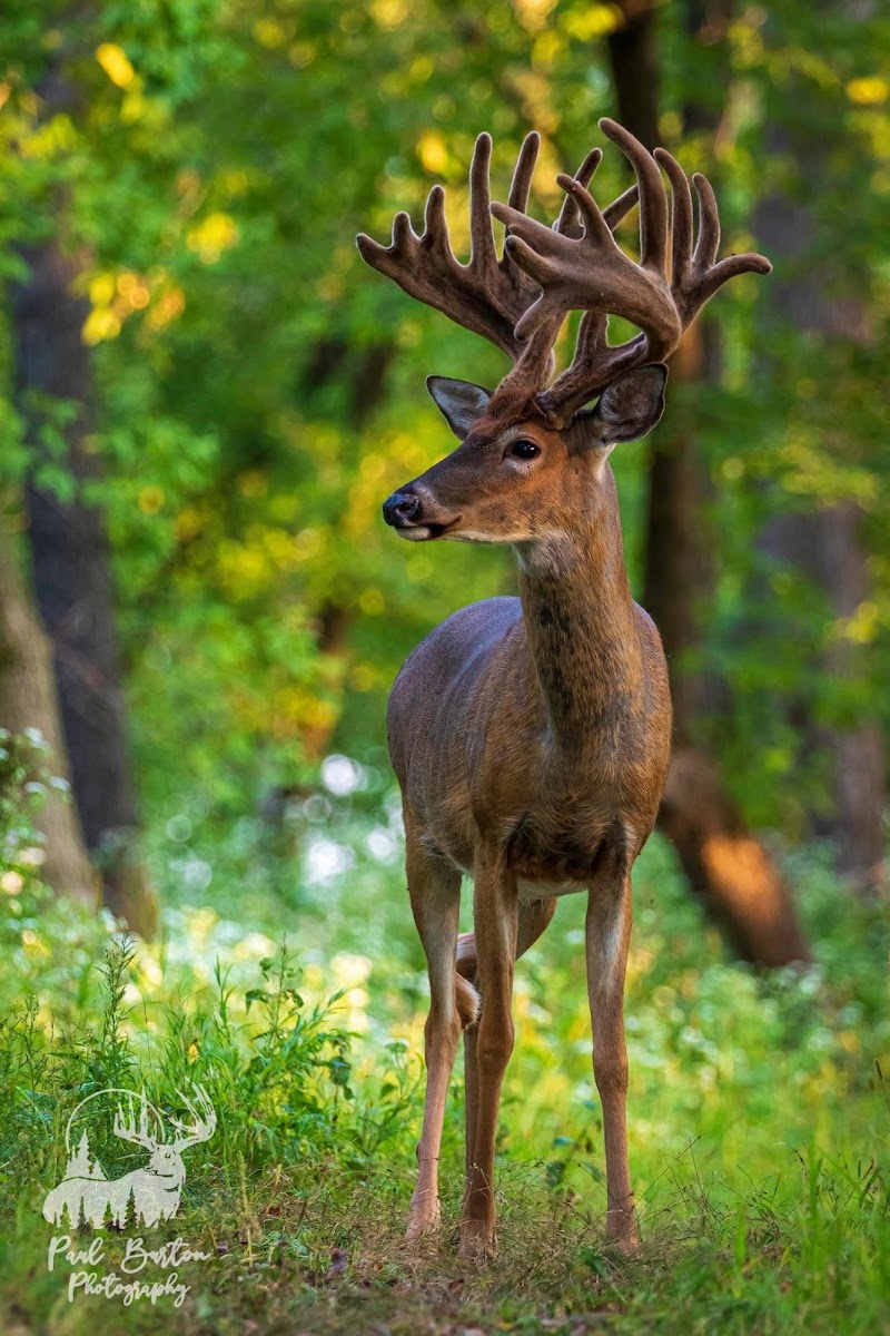 Antler Adventures - Photo 3
