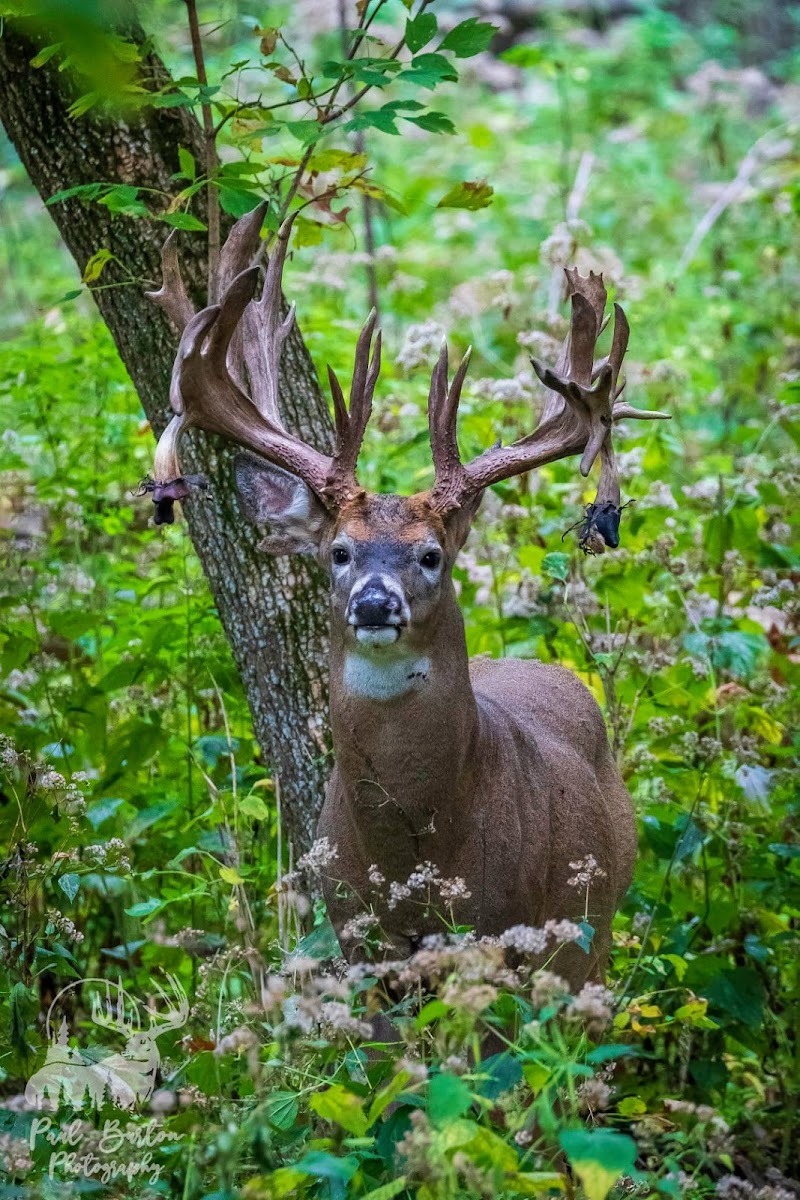 Antler Adventures - Photo 4