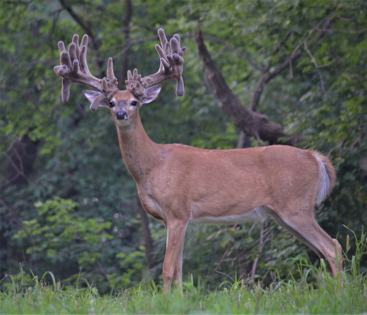Antler Adventures