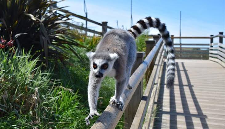 Welsh Mountain Zoo