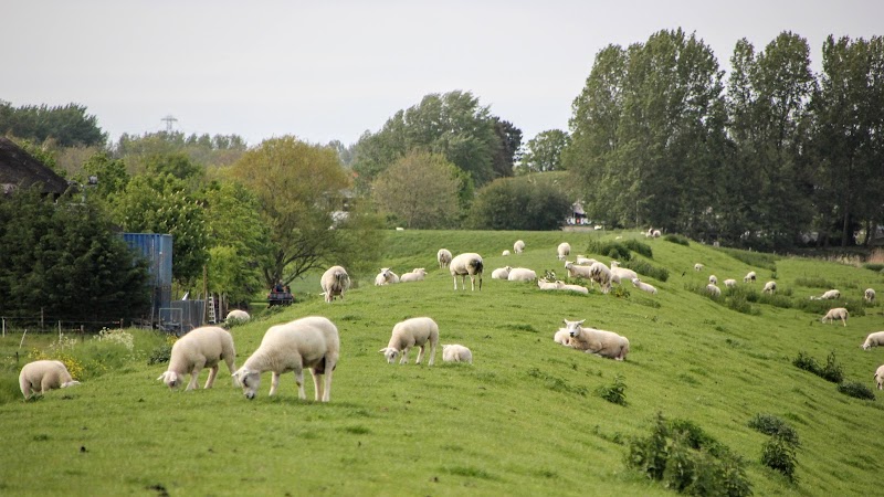 Vierpolders