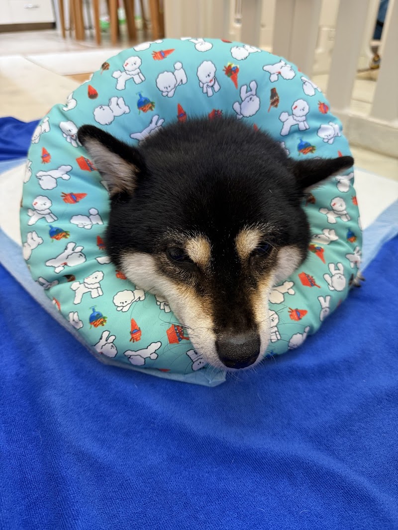 Dr. Eric's Animal Clinic Happy Valley