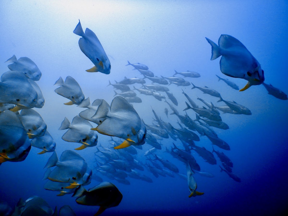 Národný park Maaya Thila