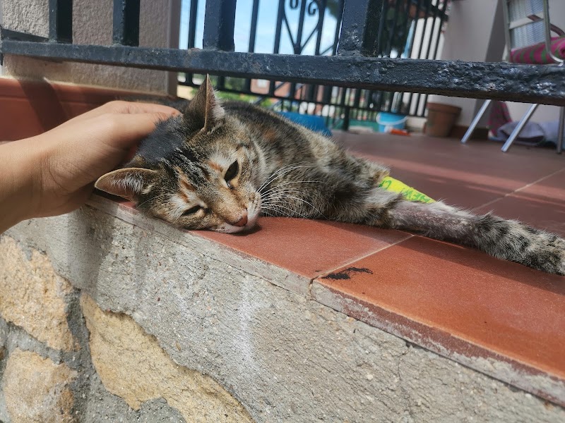 Albeitar Clínica Veterinaria