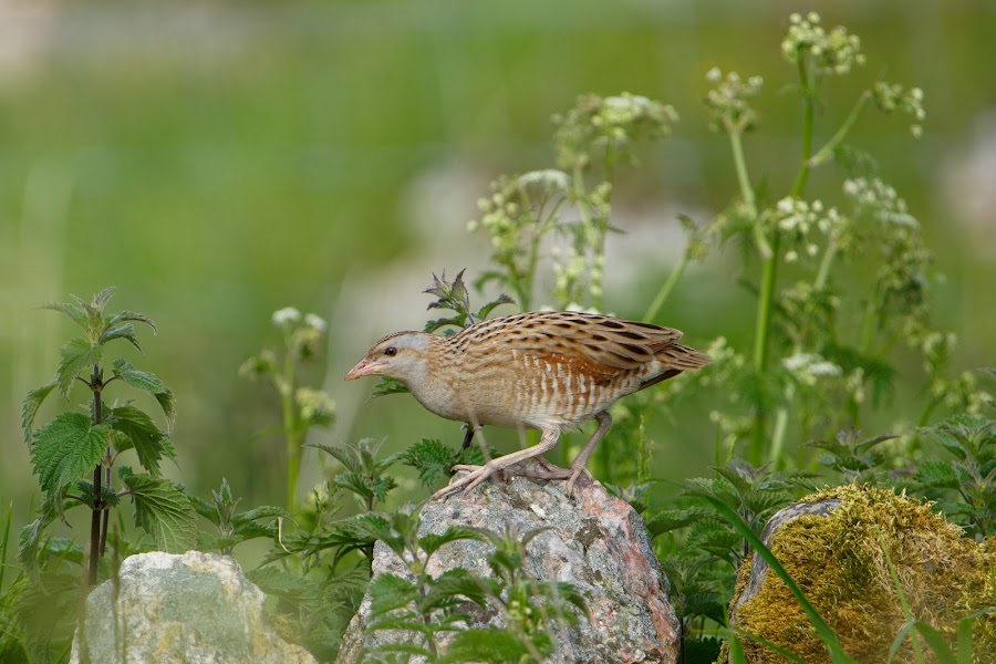 RSPB Coll