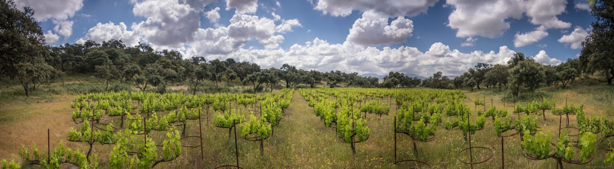 La Melonera | Bodega | Catas & Wine Experience in Ronda