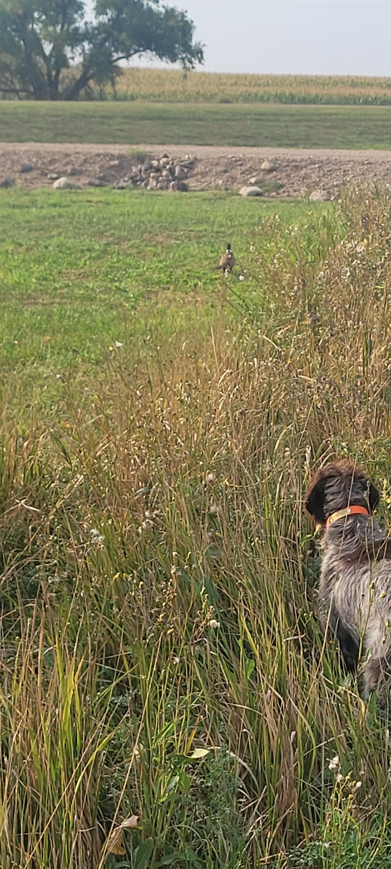South Dakota Pheasant Acres - Photo 2