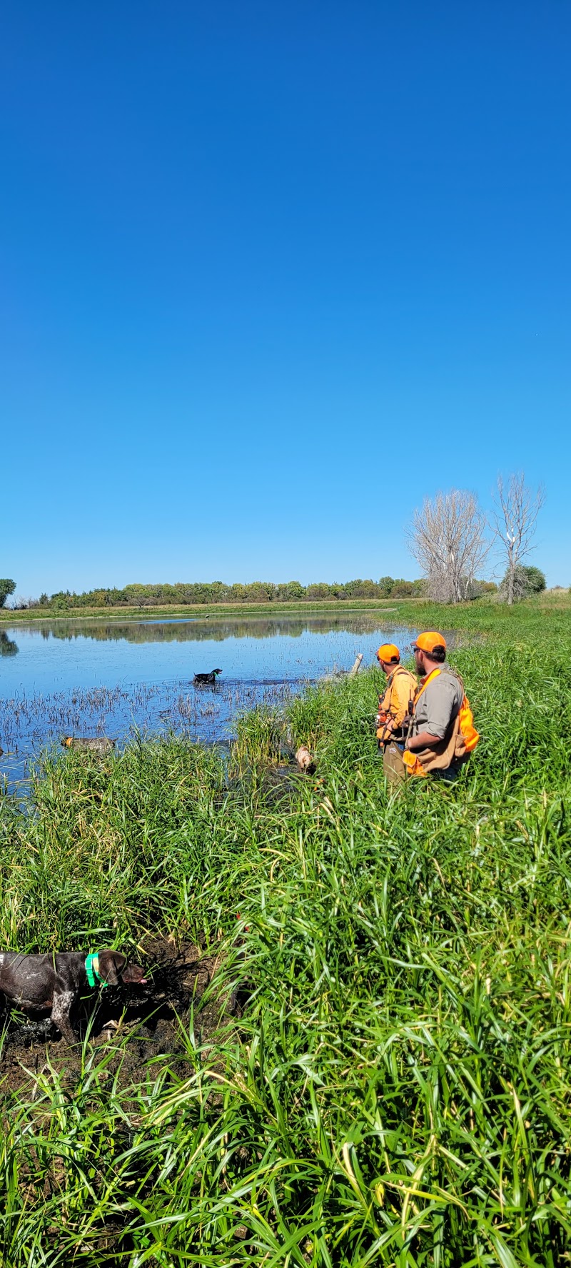 South Dakota Pheasant Acres - Photo 4