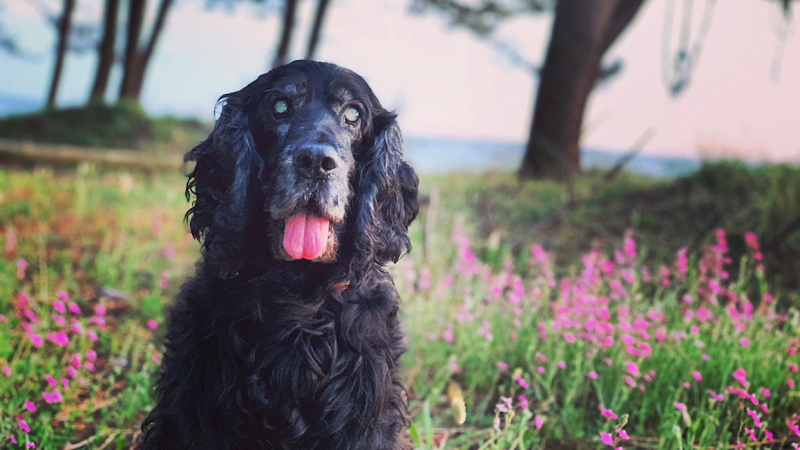 Clinica Veterinaria Peluxa photo 1