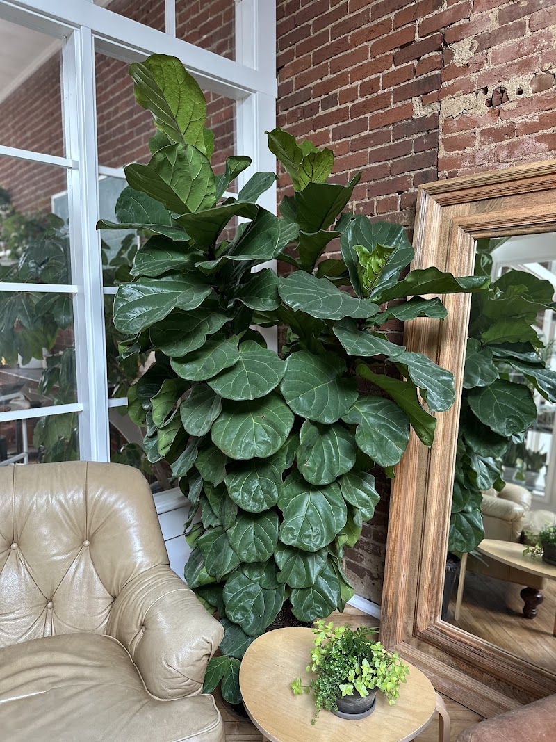 Evergreen Plant and Coffee Co photo 4