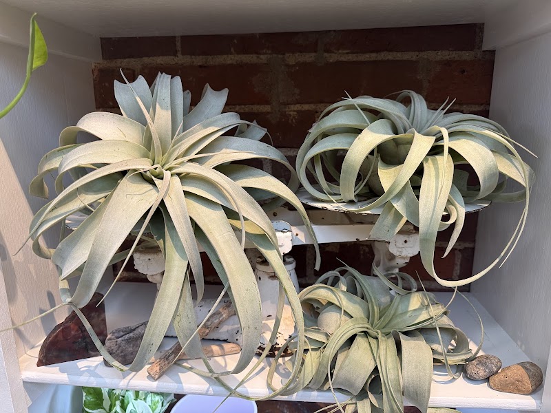 Evergreen Plant and Coffee Co photo 4