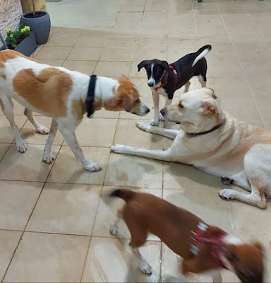 Royal pets - פנסיון ביתי באפרת