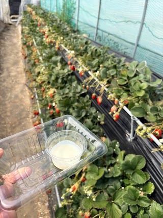 Kunozan Strawberry Picking photo