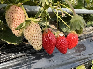 Kunozan Strawberry Picking photo