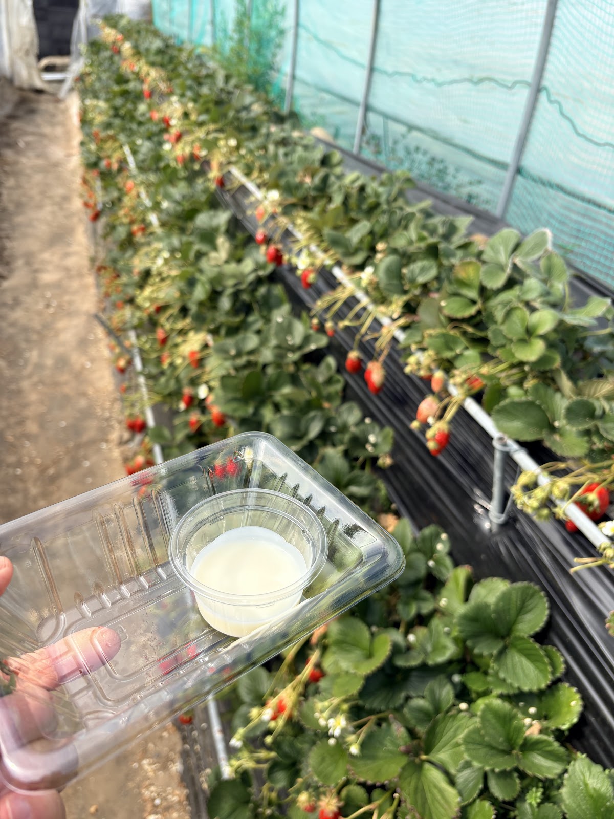 Kunozan Strawberry Picking photo
