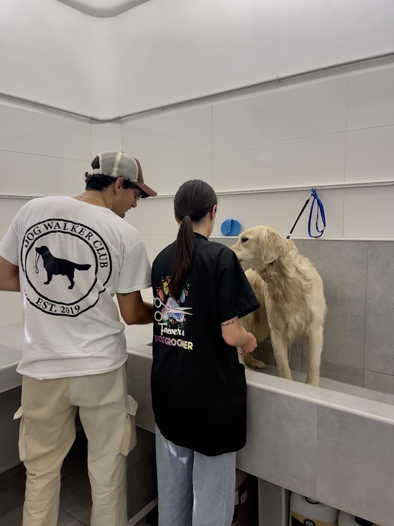 Toeletta & SPA - Dog Walker Club