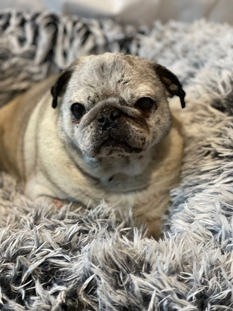 Centro Veterinario Ripollet