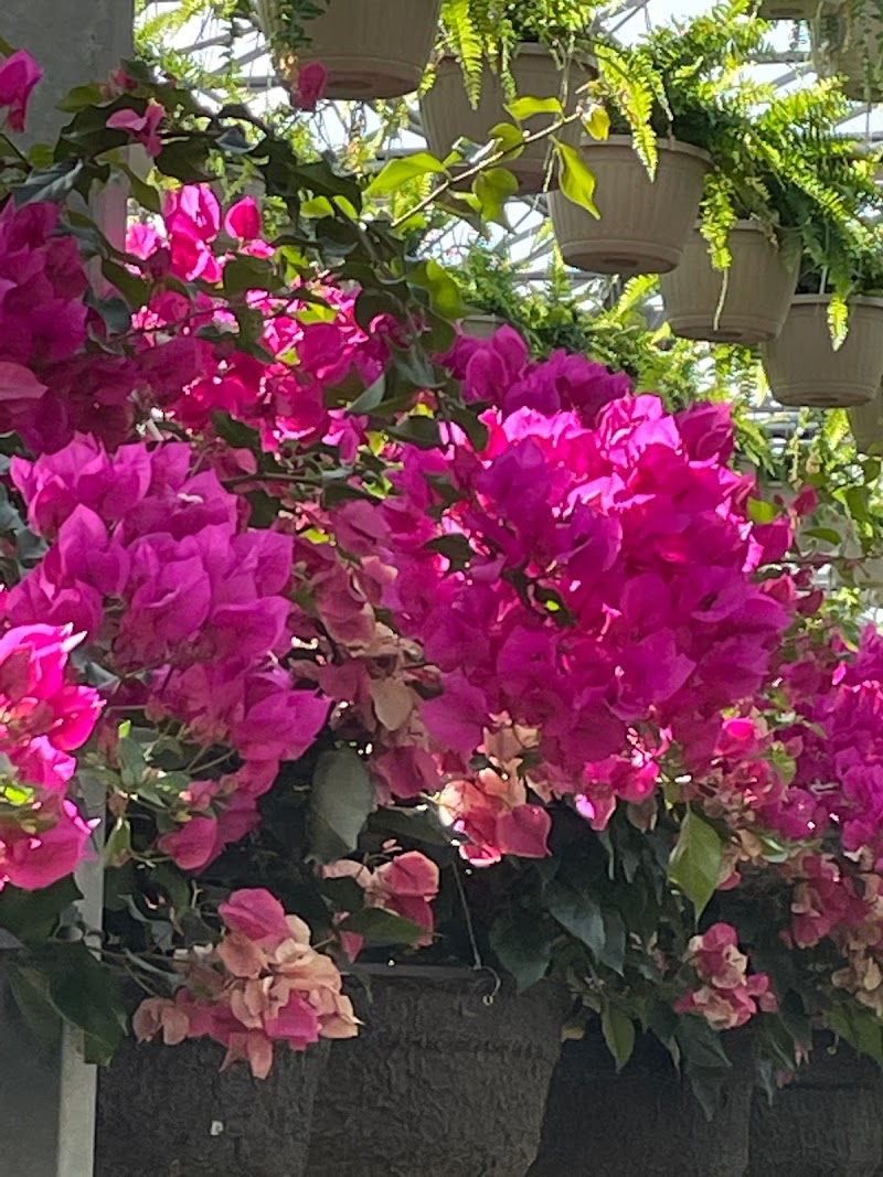 Les Serres Robinson Greenhouses photo 2