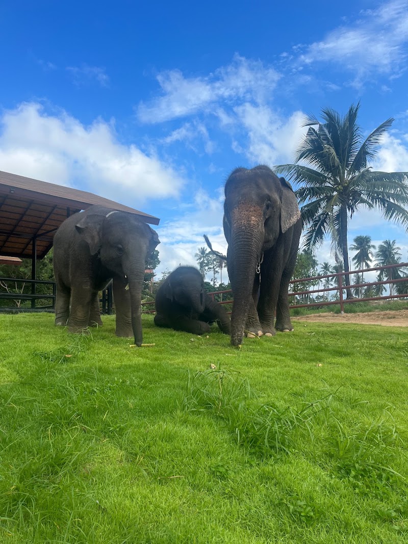 Samui Elephant Conservation