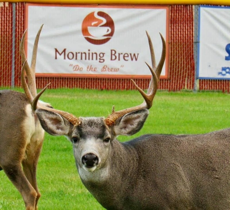 Morning Brew photo 4
