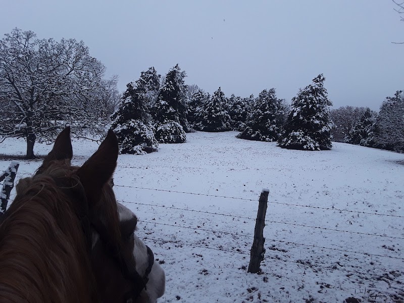 RS RanchTrail Rides - Photo 3