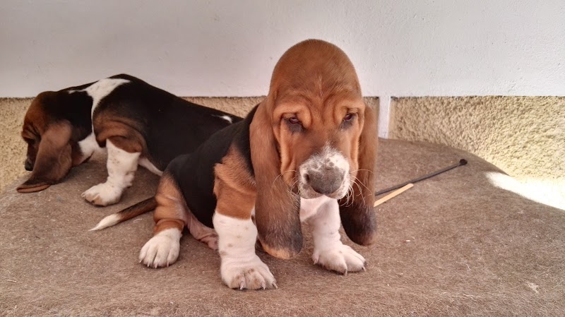 CENTRO VETERINARIO JURADO