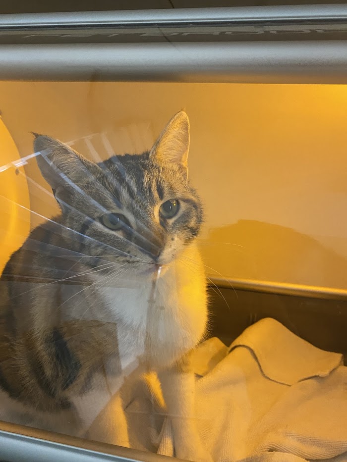 Petite Veteriner Klinigi