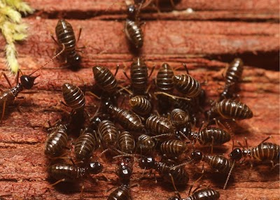 Scenic City Pest Control Solutions