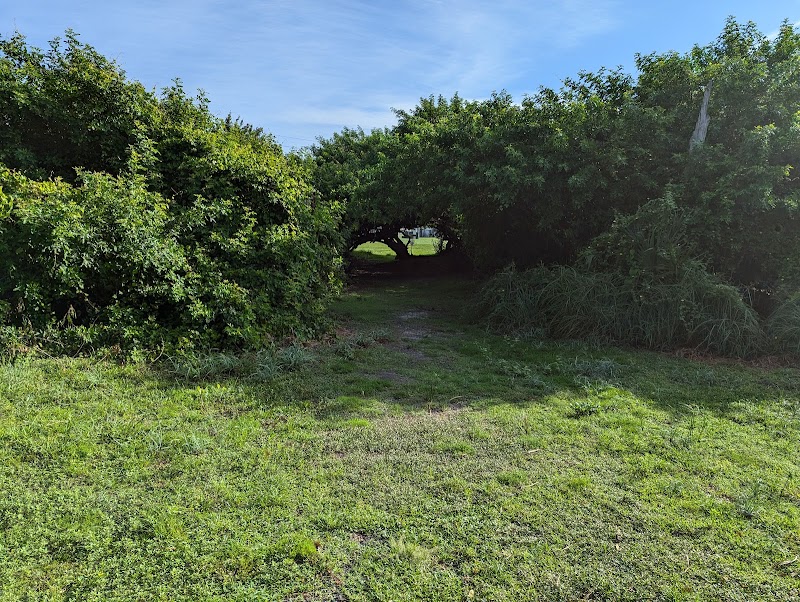 Wellfield Park Disc Golf Course @ Wellfield Park photo 5