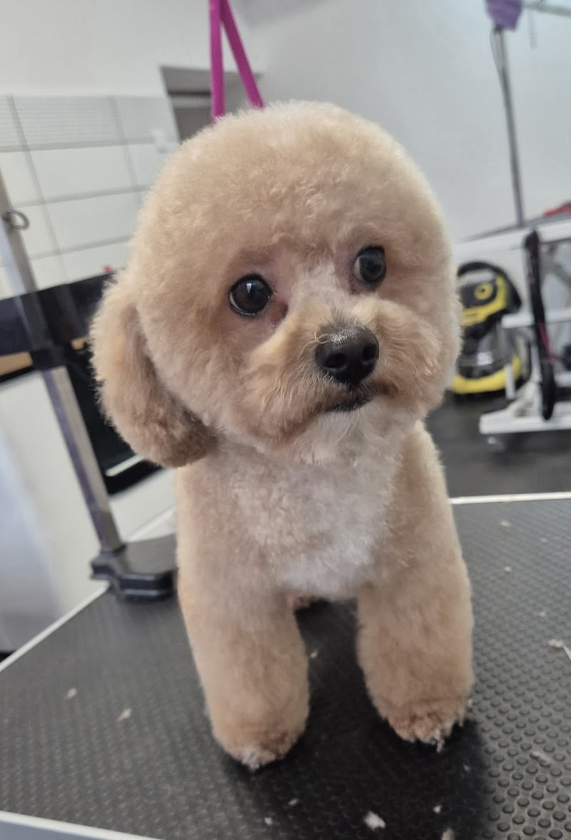 Groomer z Nowolipek - Psi Fryzjer Warszawa