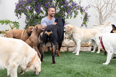 ניר גולן - מאמן כלבים ופנסיון ביתי