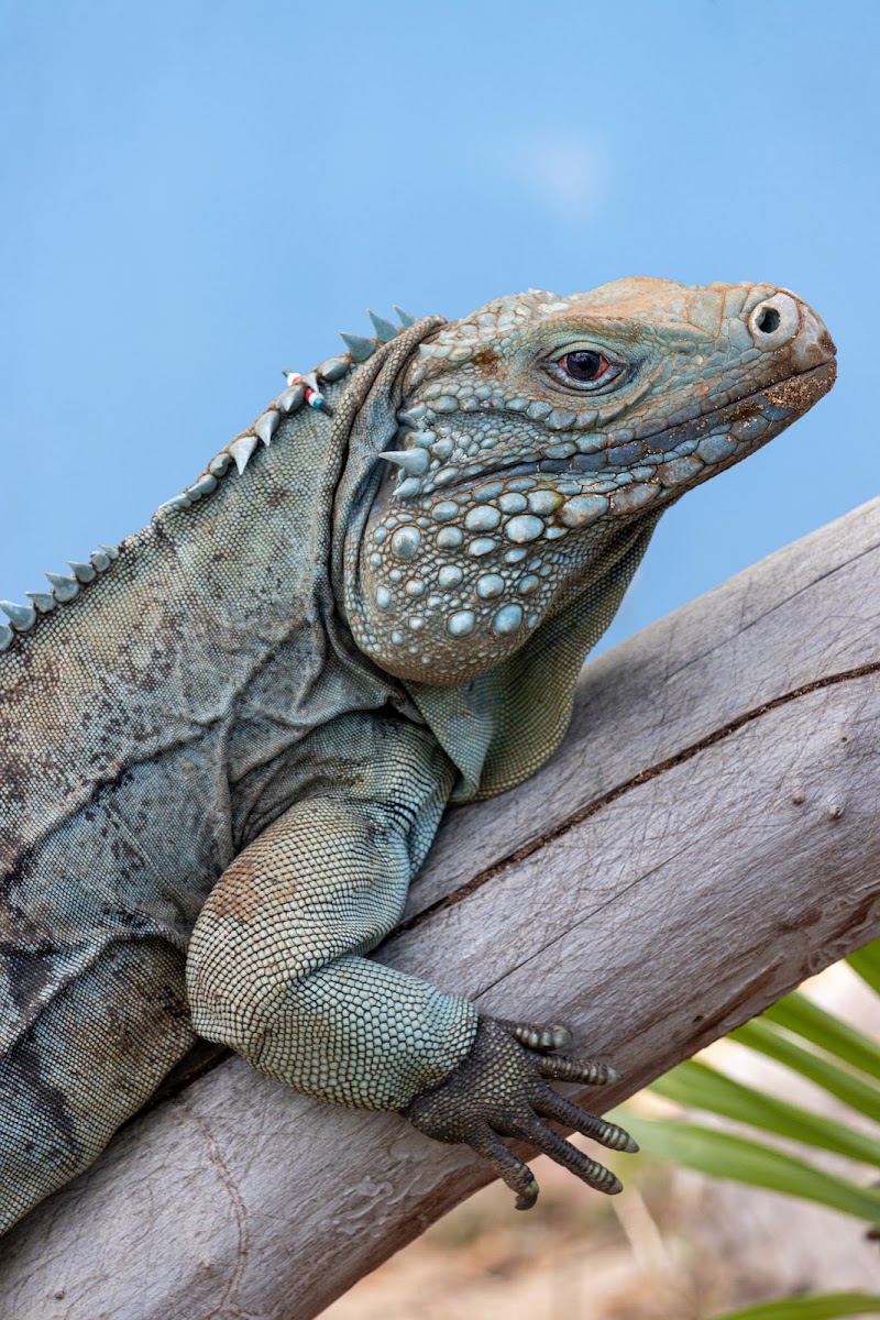 Queen Elizabeth II Botanic Park