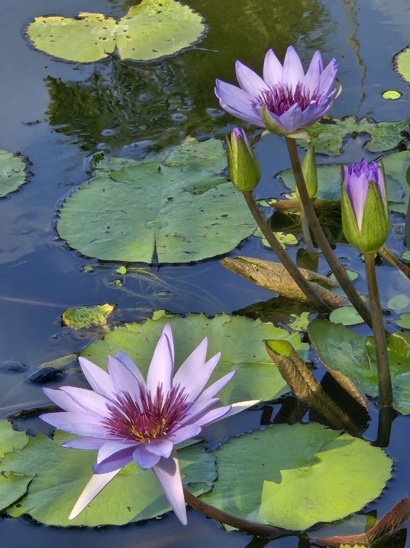 Queen Elizabeth II Botanic Park photo 3