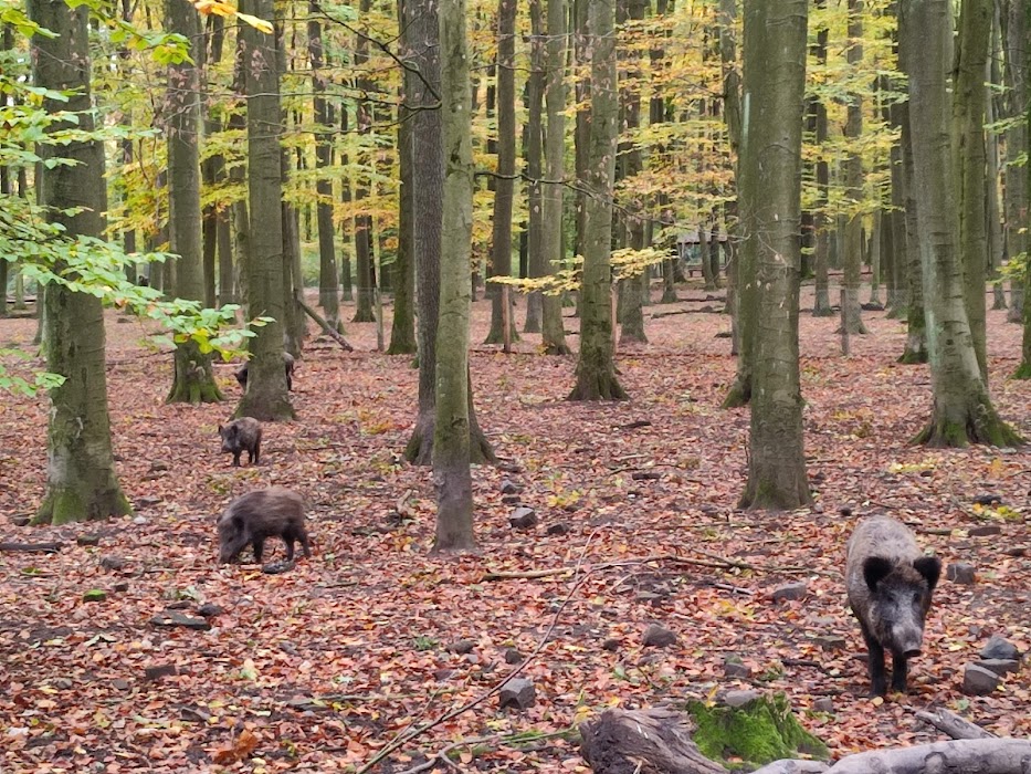 Wildpark Dünnwald fotoğraf 1